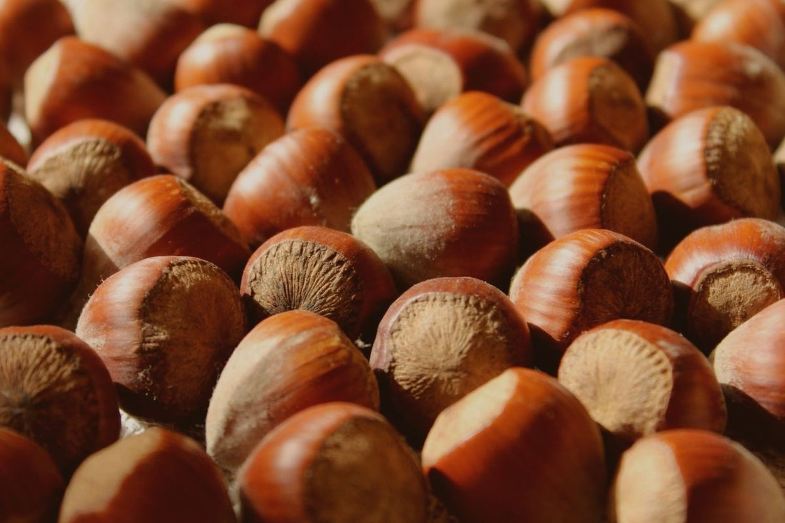 Por Qué el Aceite de Avellana es el Corazón de Casa Ruff